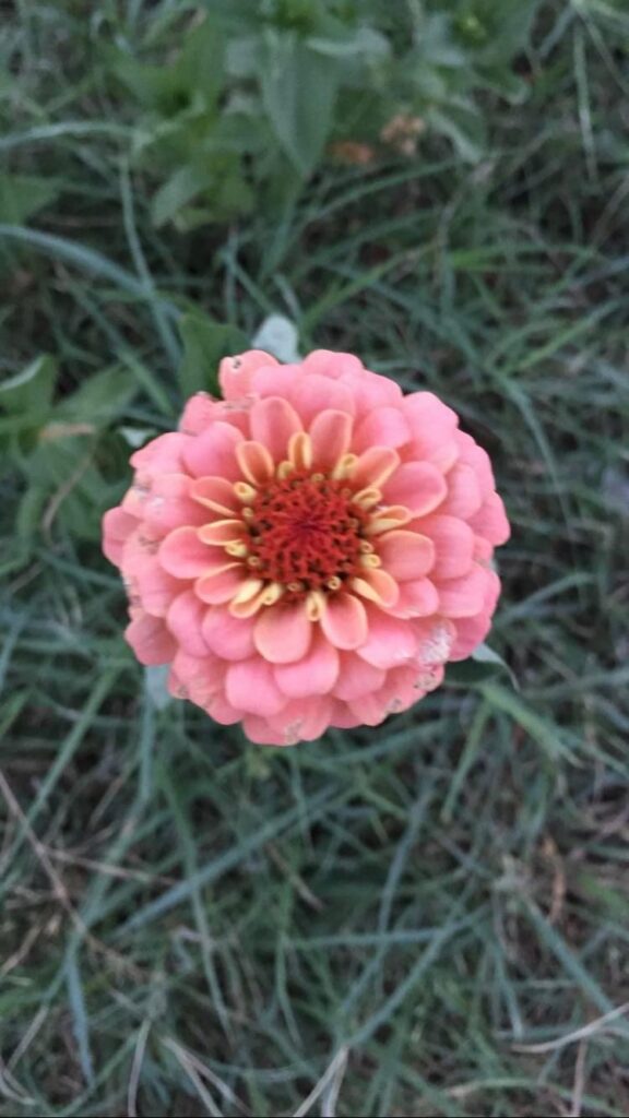 pick-your-own-flowers-agritourism